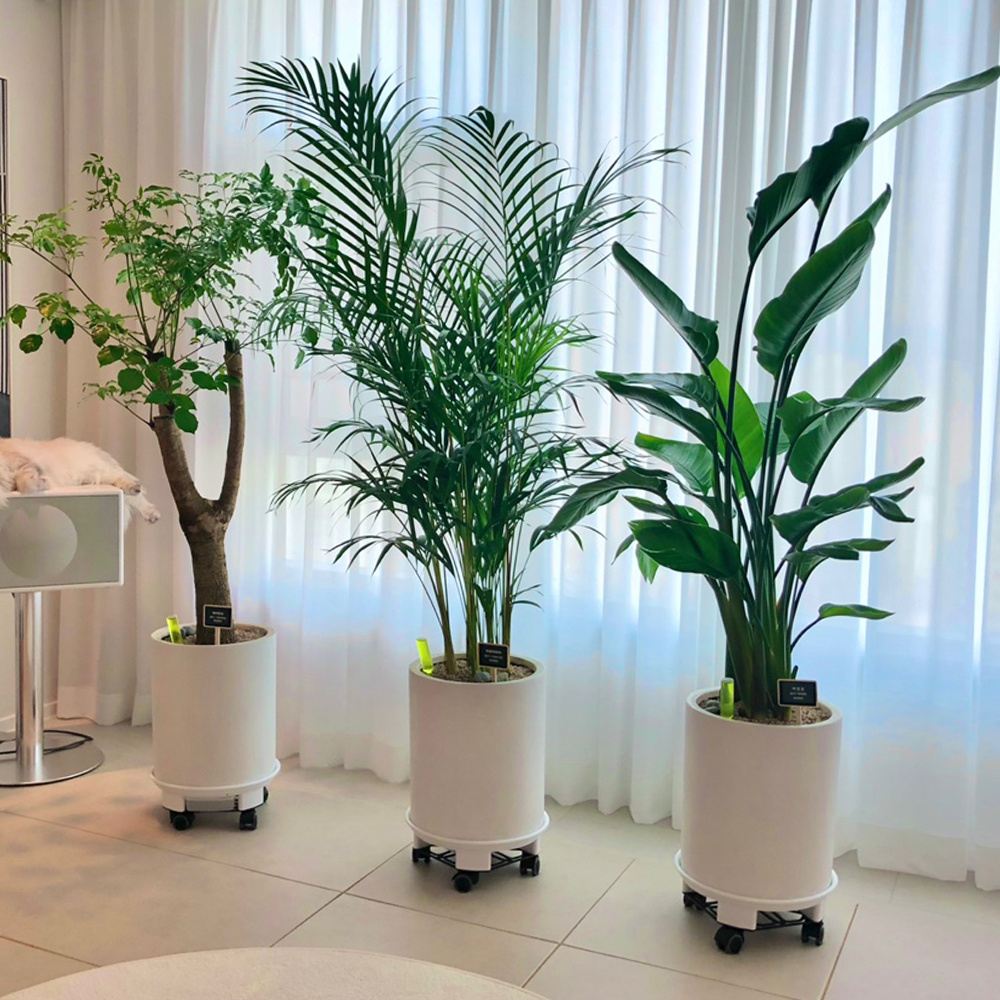 거실 식물 3인방 무료 나눔합니다!