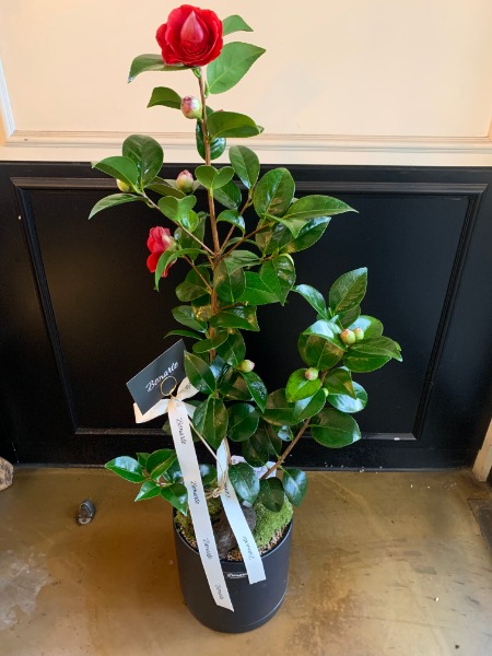 주말에 동네 화원에서 발견