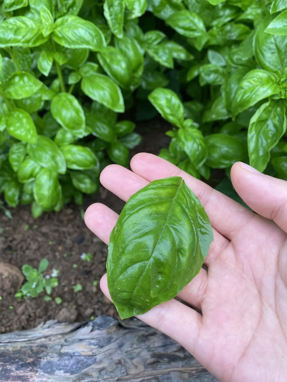 반려식물 바질이