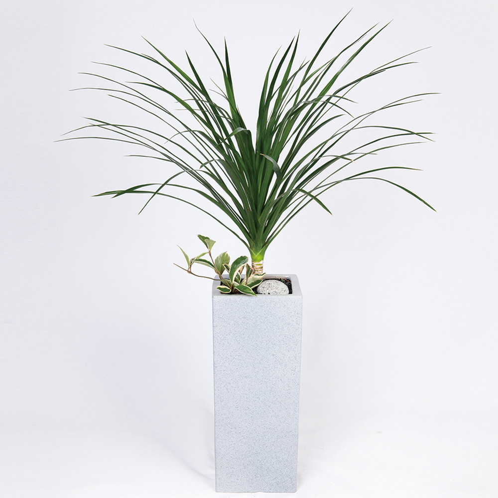 코코를 소개합니다