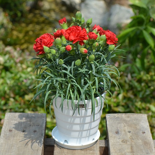 꽃다발 보다는 화분